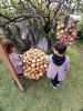 Festa da Cebola 2026 - Preparativos